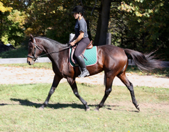 Thoroughbred Horse